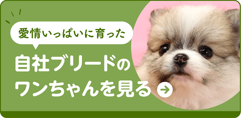【愛情いっぱいに育った】自社ブリードのワンちゃんを見る