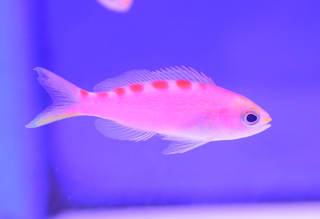 とっても可愛いピンク ブログ Fish Pet Ishihara