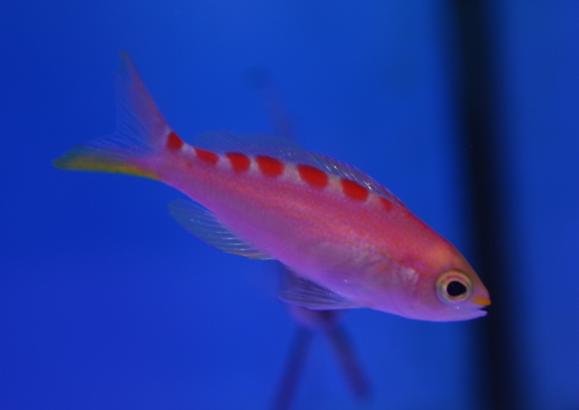 とっても可愛いピンク ブログ Fish Pet Ishihara