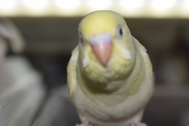 可愛いセキセイインコたくさんいます ブログ Pet World Ishihara