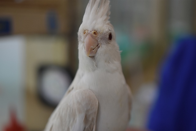 レアカラー オカメインコ 手乗りです ブログ Fish Pet Ishihara