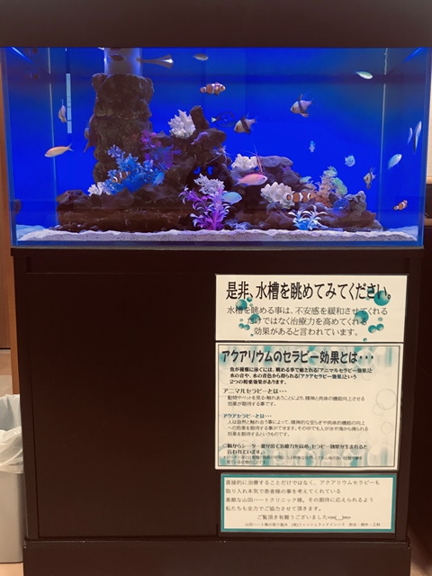 海水魚 飼育したことありますか ブログ Fish Pet Ishihara