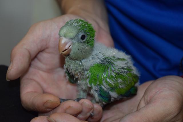 新入舎情報 オキナインコきました W ブログ Fish Pet Ishihara