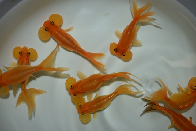 大人気の水泡眼が大小と入荷しています ブログ Fish Pet Ishihara