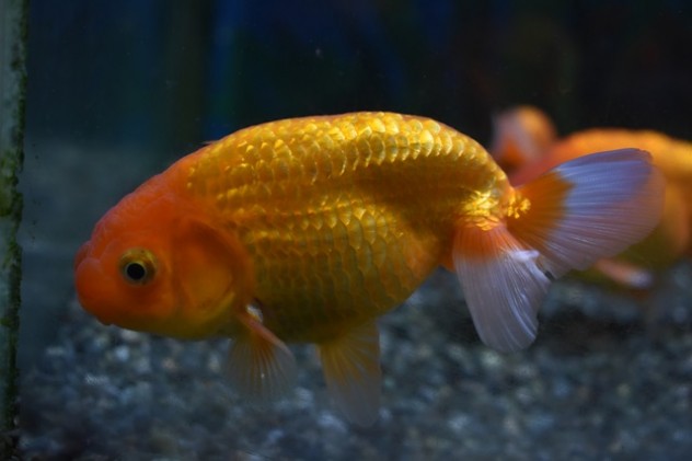 金魚 (12)