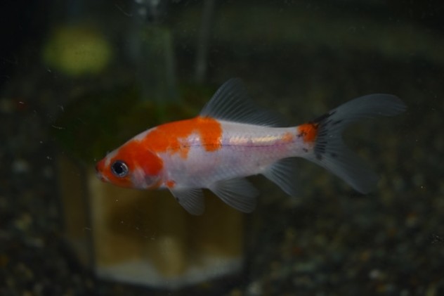金魚 (31)