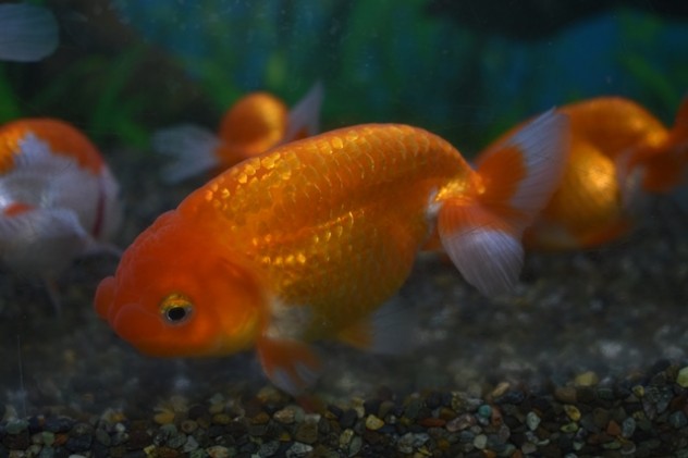 金魚 (11)
