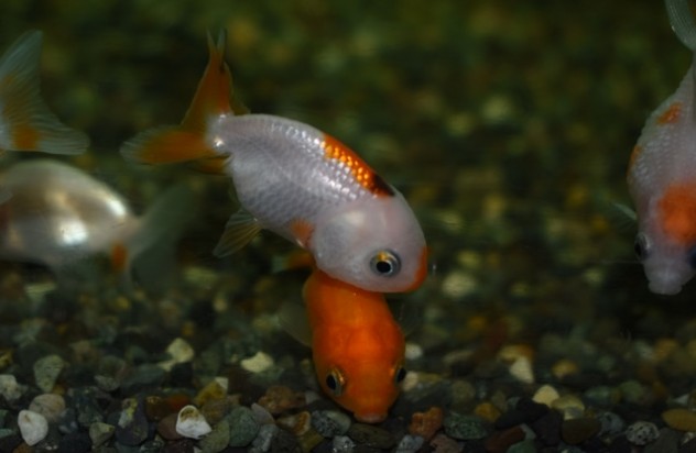 金魚 (1)