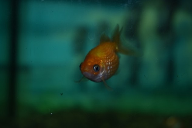 金魚 (6)