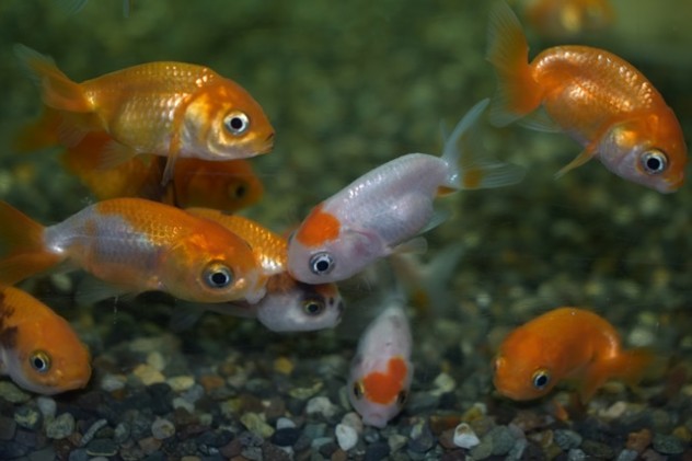 金魚 (2)