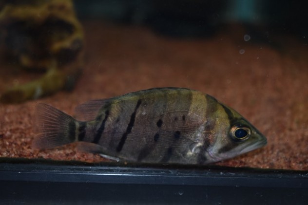 金魚 (45)