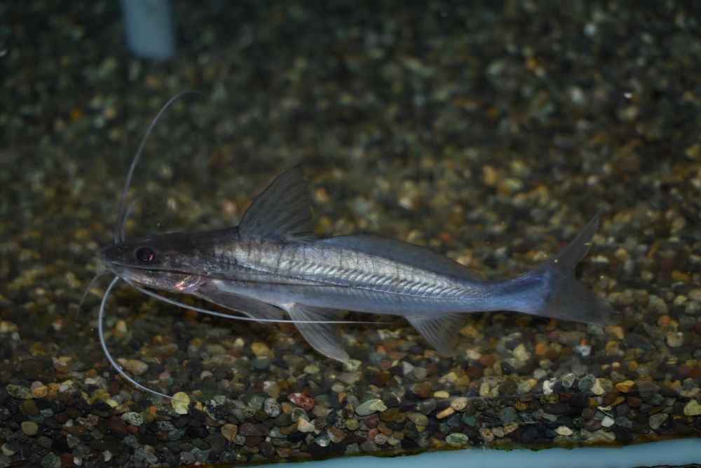 熱帯魚が入荷しました！！ | ブログ | PET WORLD ISHIHARA