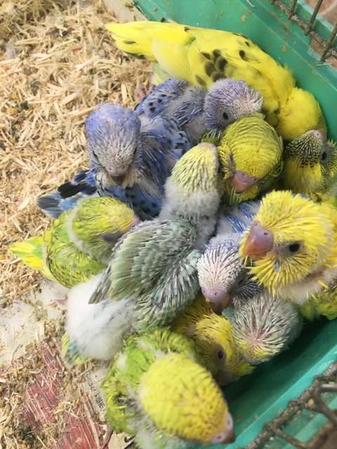 セキセイインコ ヒナ祭り ブログ Fish Pet Ishihara