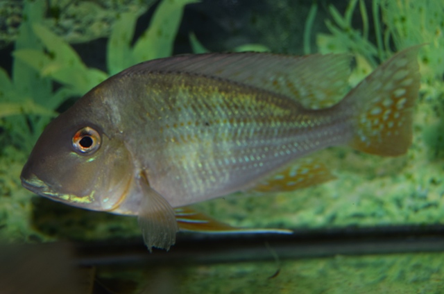南米中型シクリッド ブログ Fish Pet Ishihara